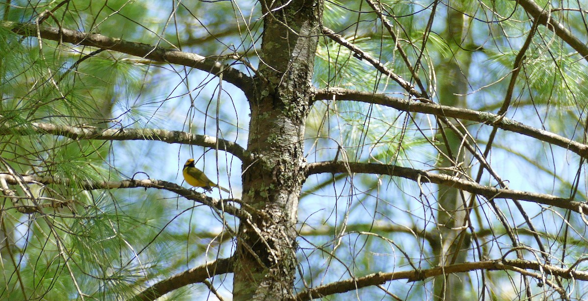 Hooded Warbler - ML152908511