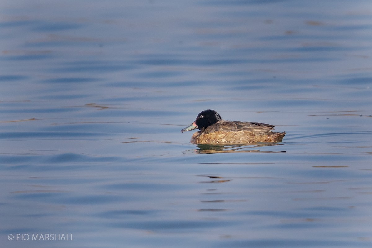 Black-headed Duck - ML152908751