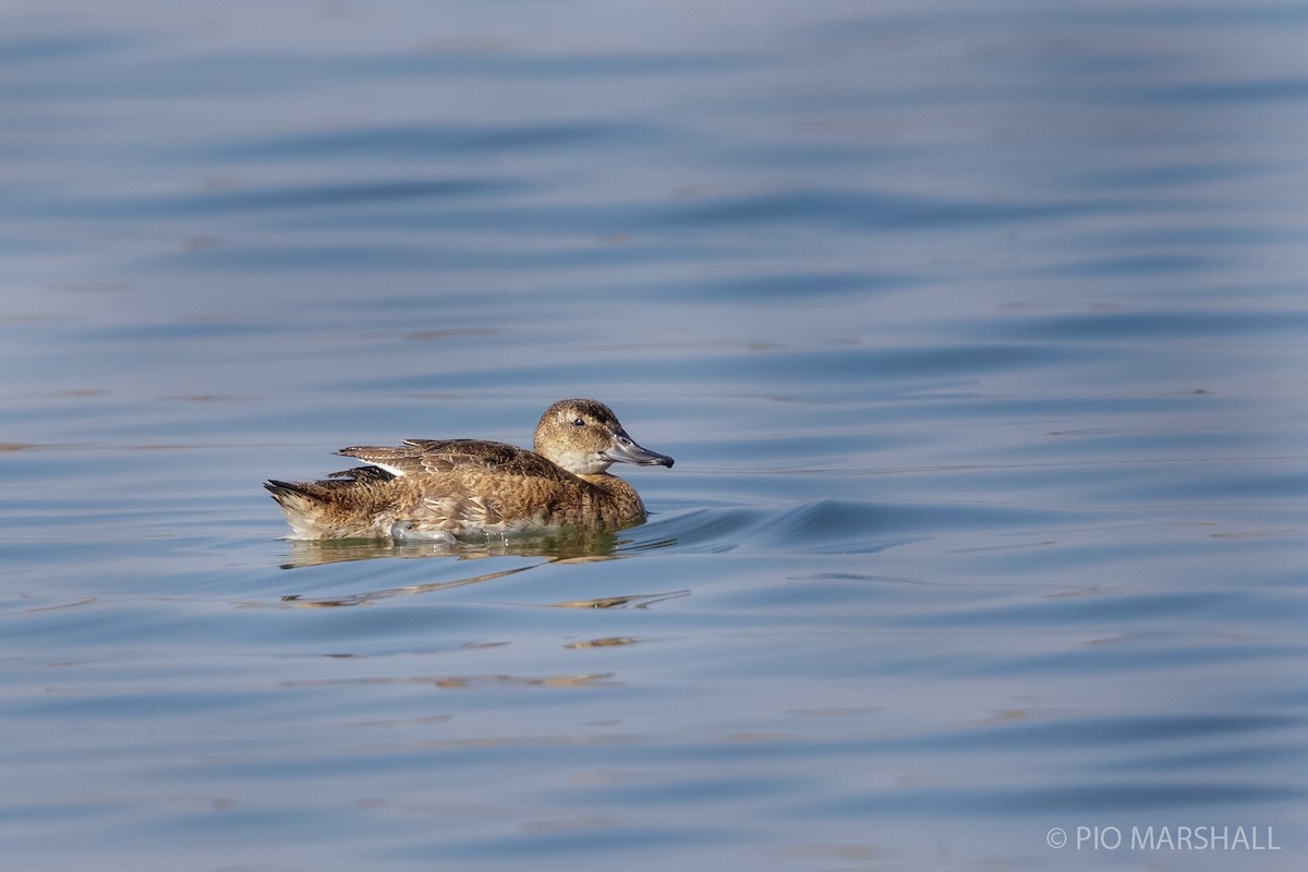 Black-headed Duck - ML152908771