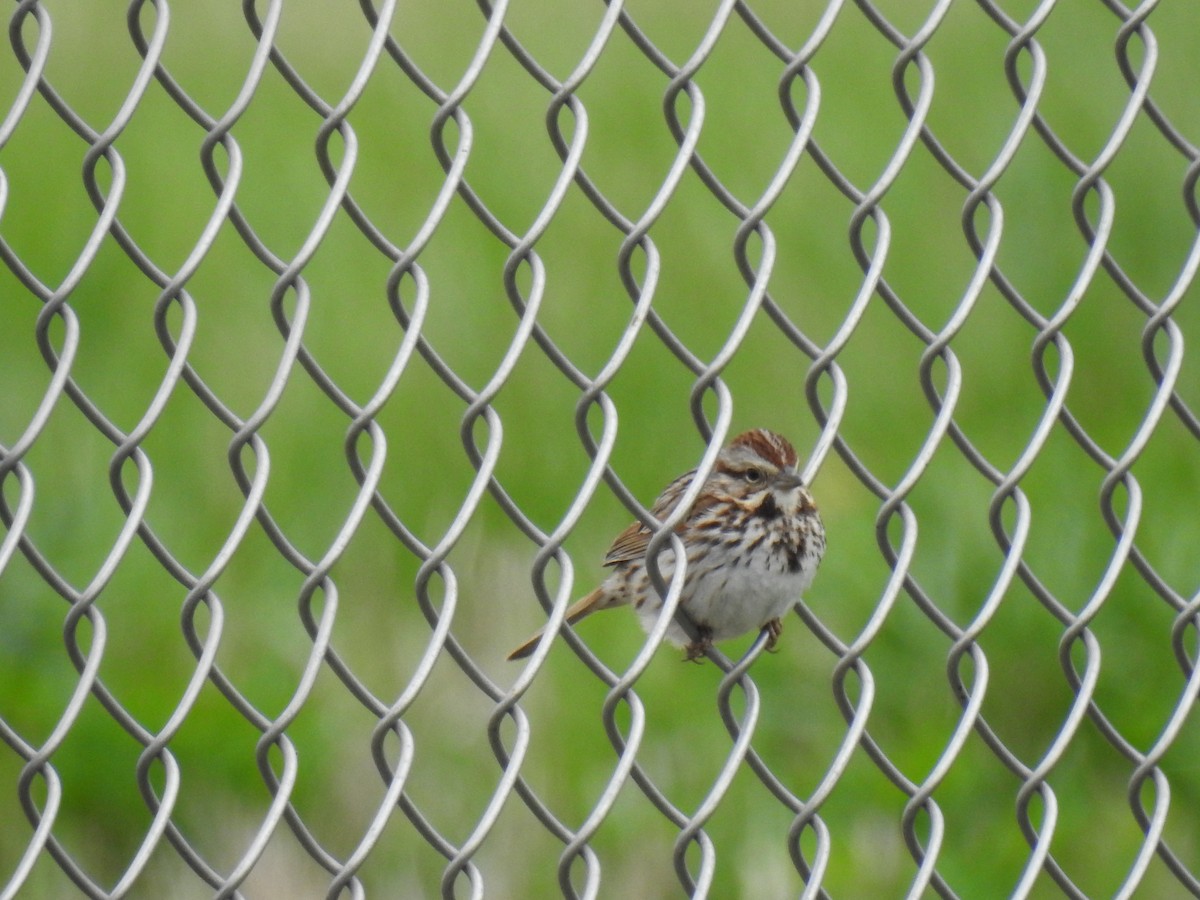 Song Sparrow - ML152908901