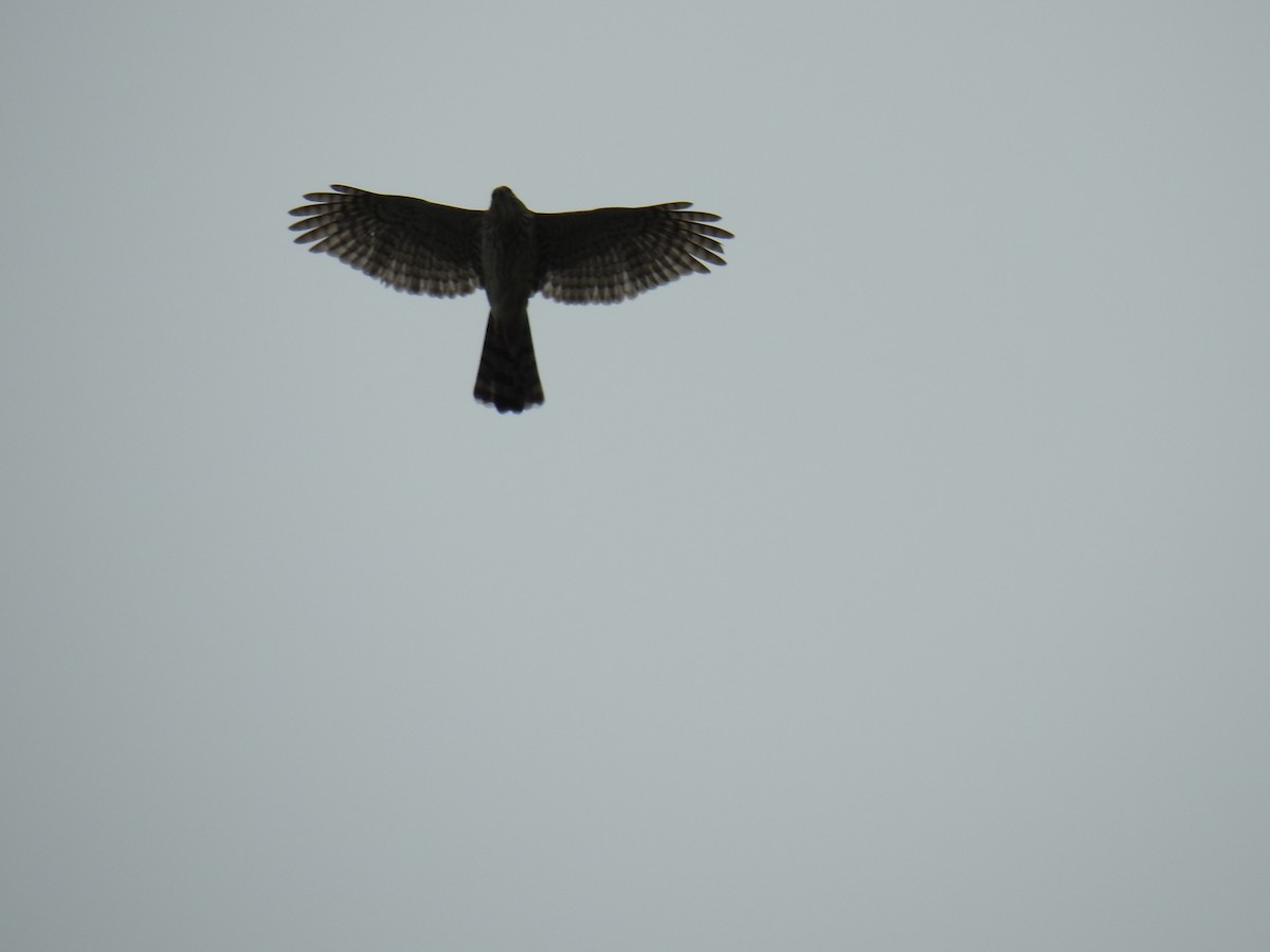 Cooper's Hawk - ML152909341