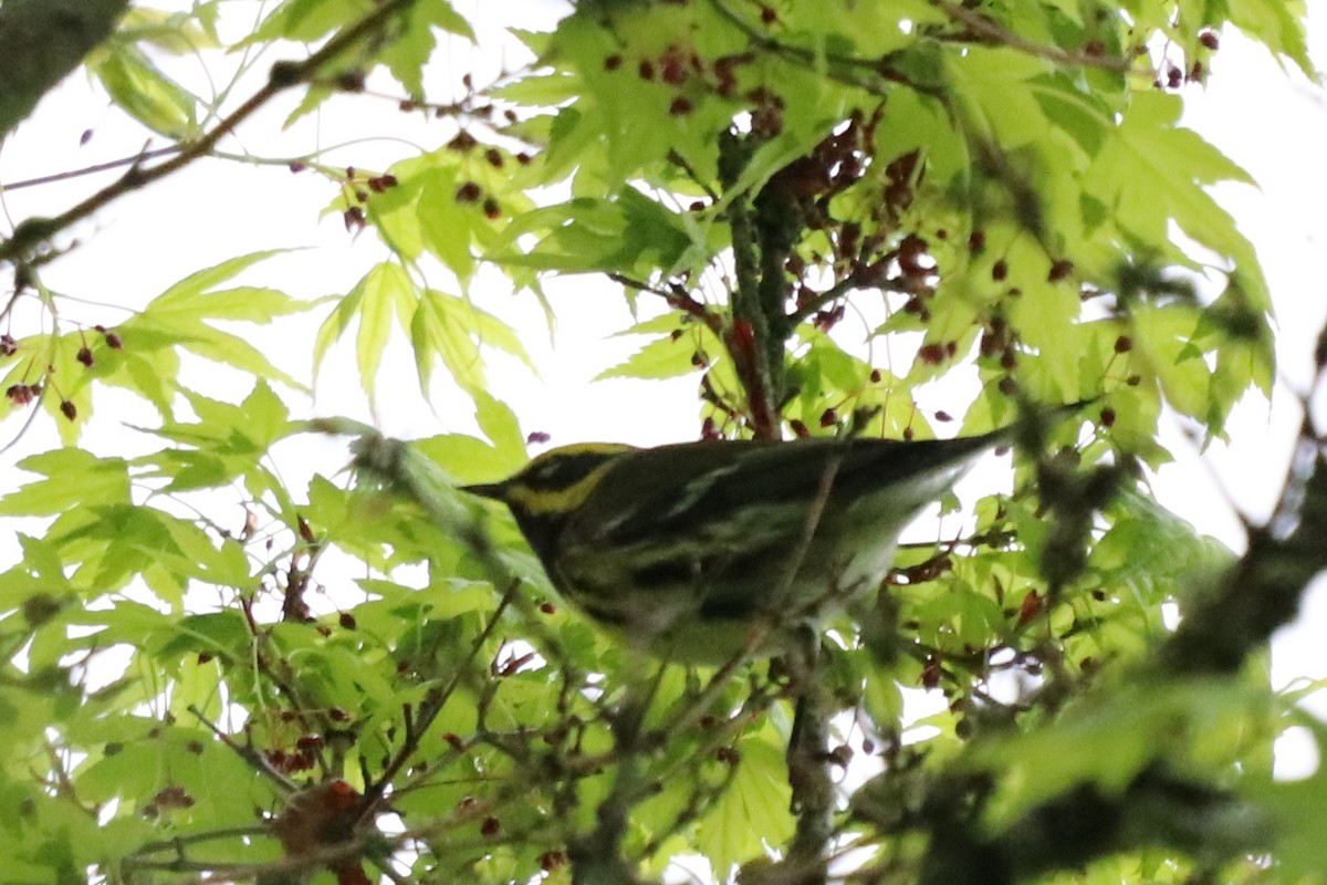 Townsend's Warbler - Rosemary Clapham