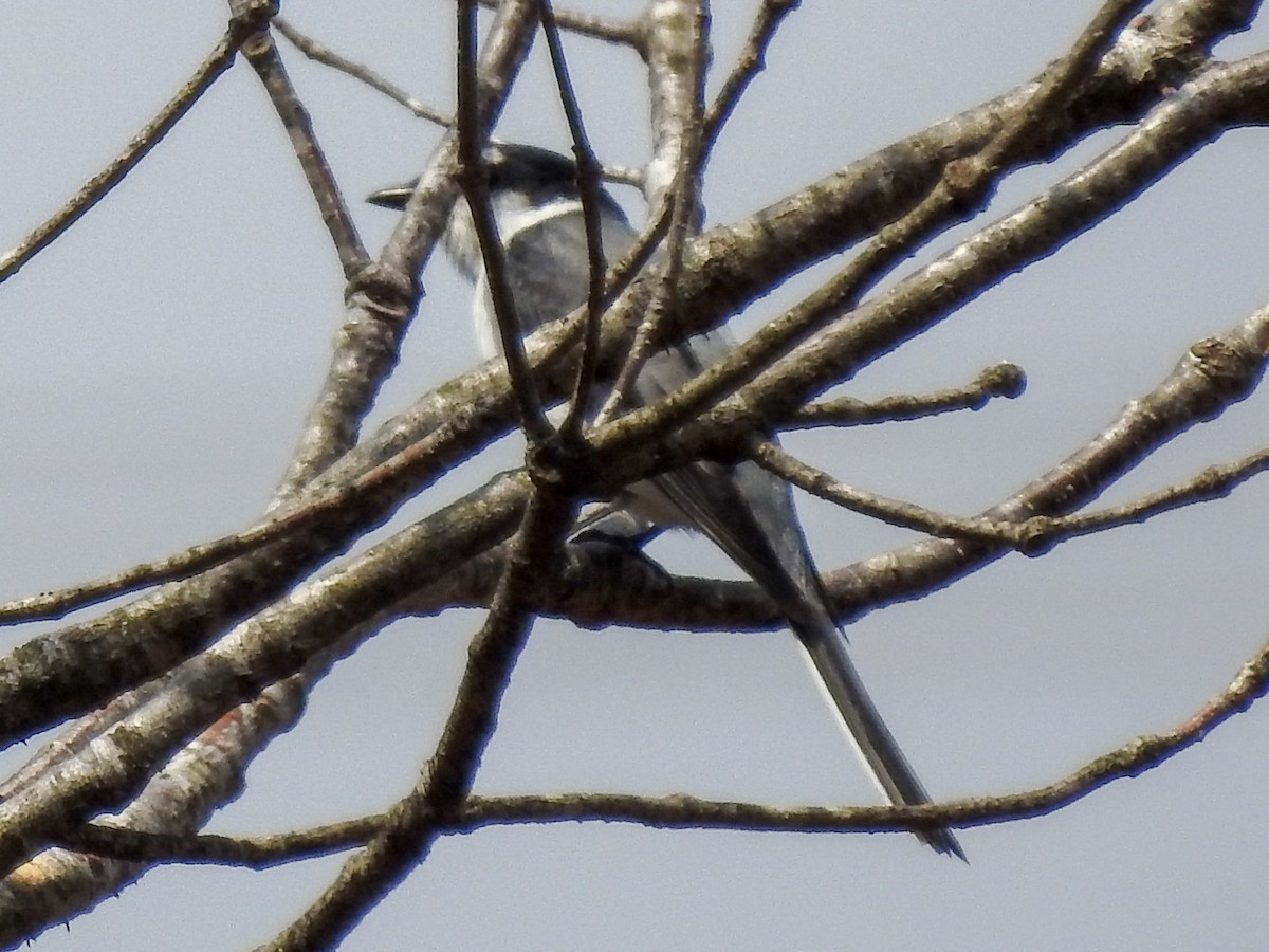 Minivet Ceniciento - ML152909651