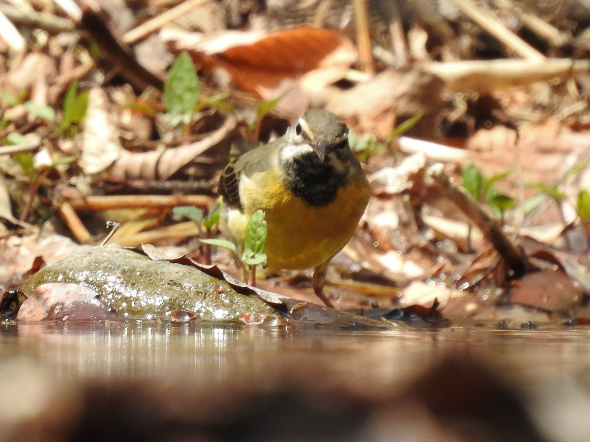 Gray Wagtail - ML152910001