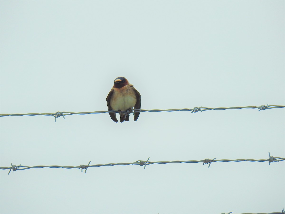 Cliff Swallow - ML152910081