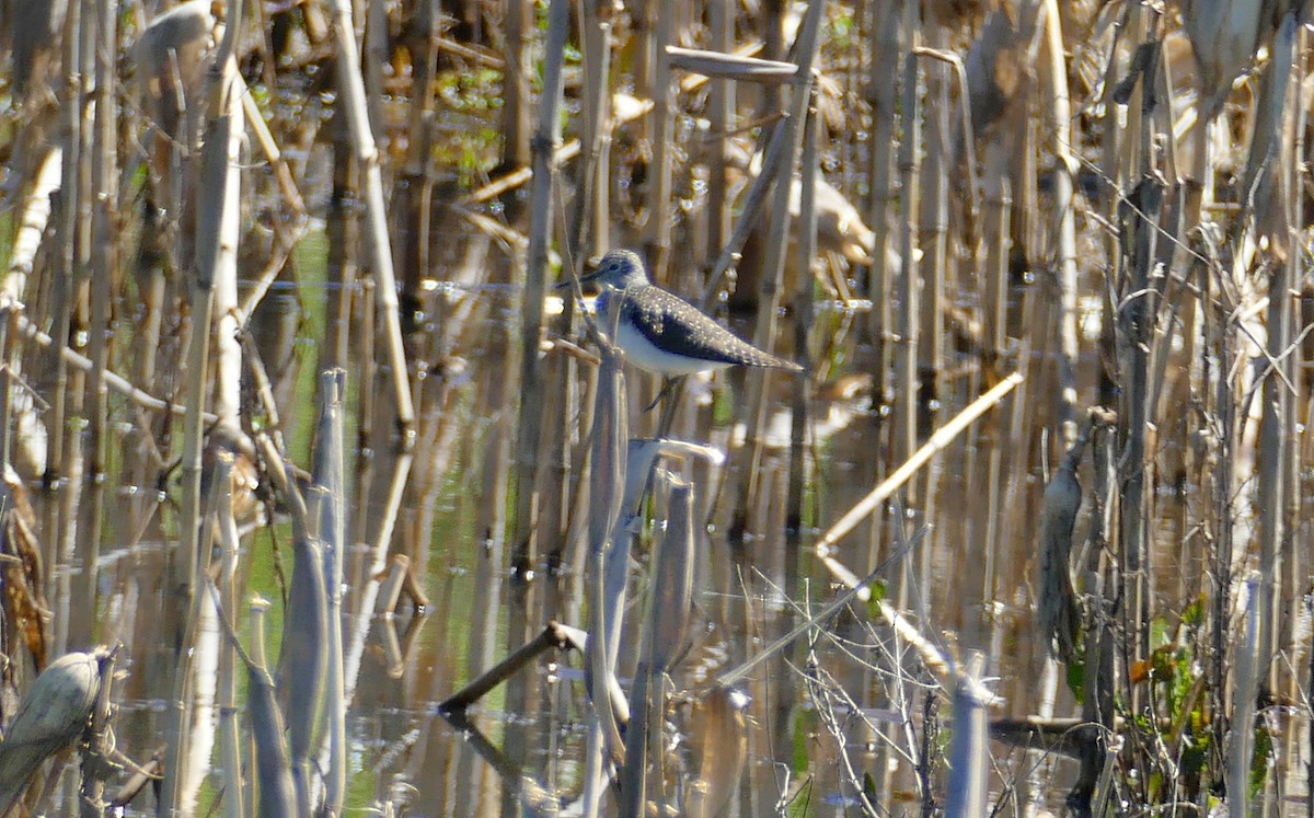 Solitary Sandpiper - ML152910211