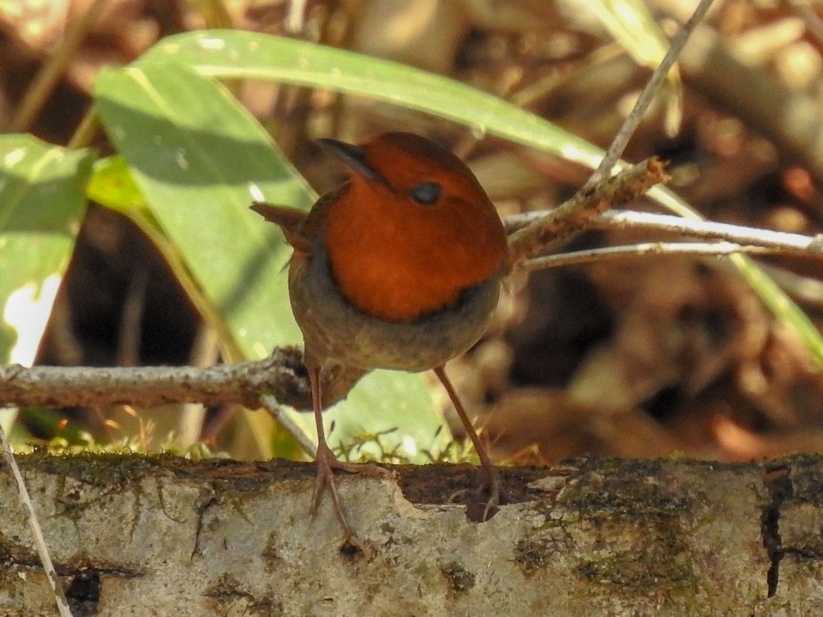 Japanese Robin - ML152910321