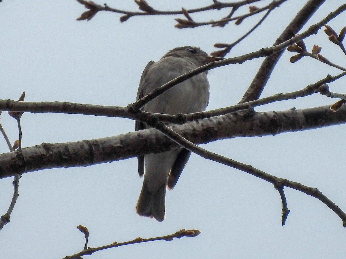 Asian Brown Flycatcher - ML152910801