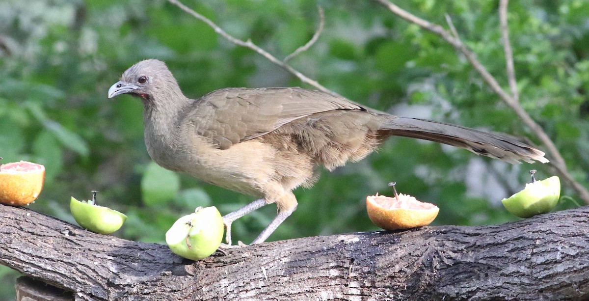 Plain Chachalaca - ML152910881