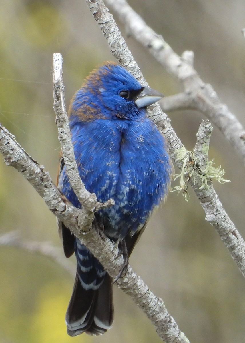 Blue Grosbeak - ML152911091