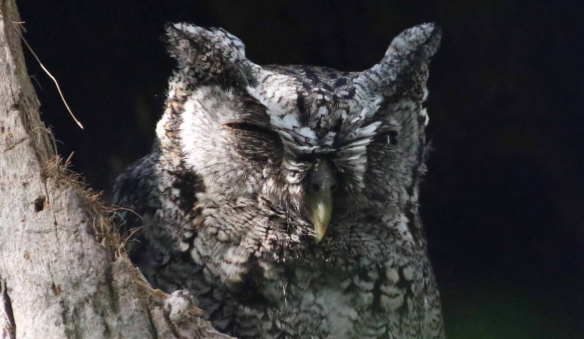 Eastern Screech-Owl - ML152911371