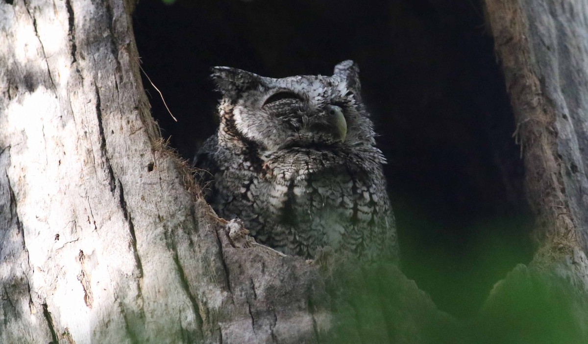 Eastern Screech-Owl - ML152911411