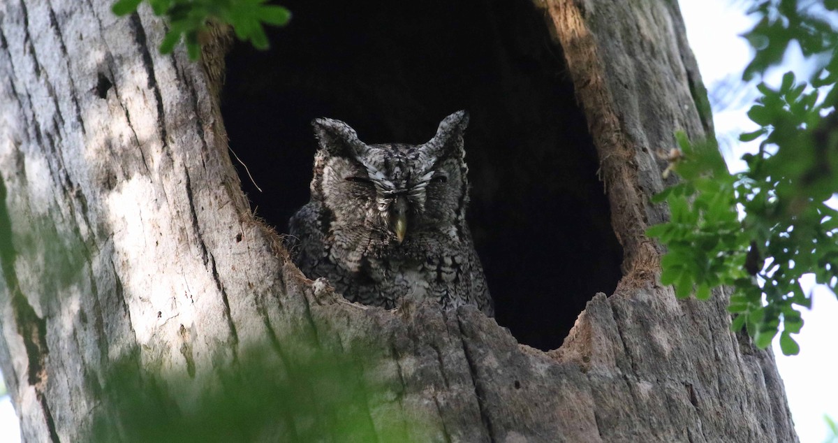 Eastern Screech-Owl - ML152911421