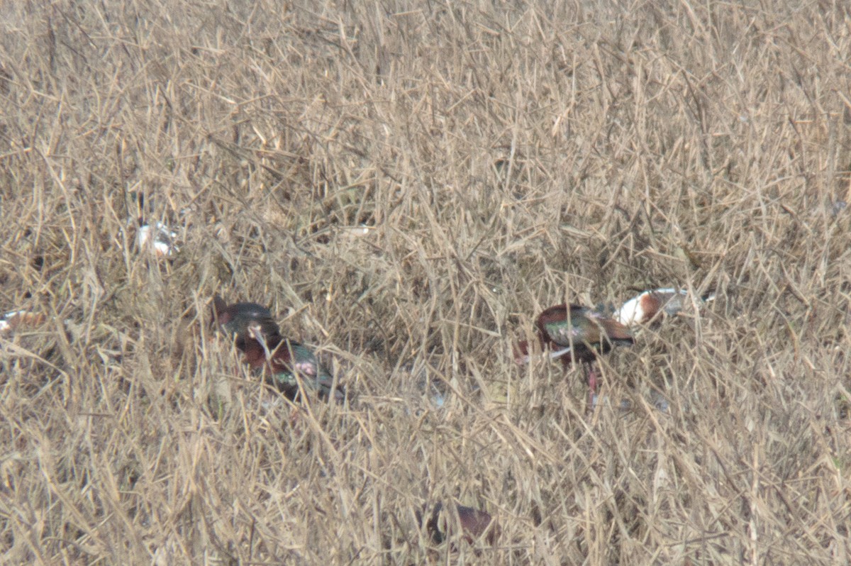 Glossy/White-faced Ibis - Tom Nagel