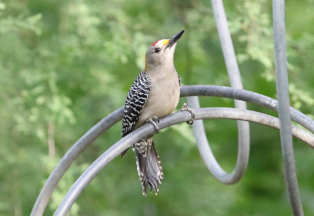 Golden-fronted Woodpecker - ML152911741