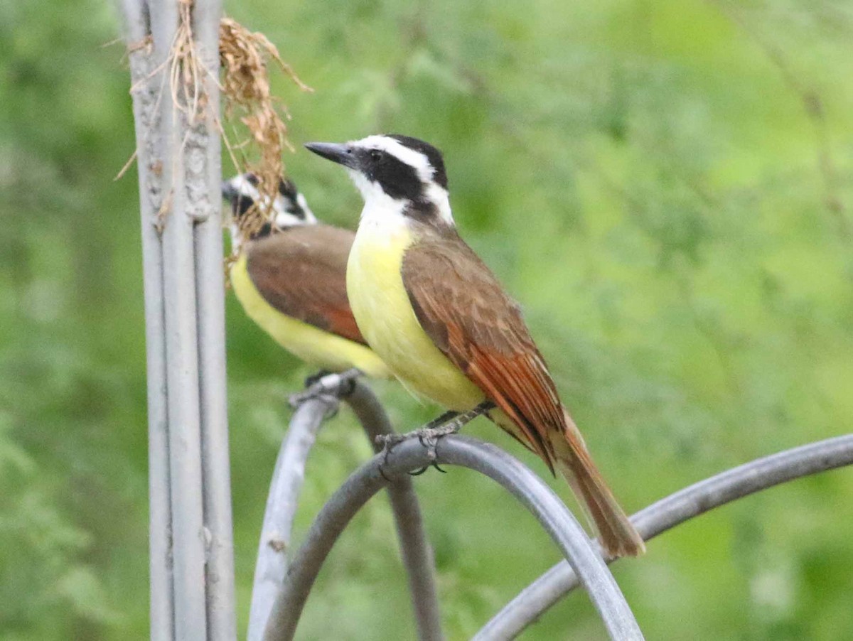 Great Kiskadee - ML152911951