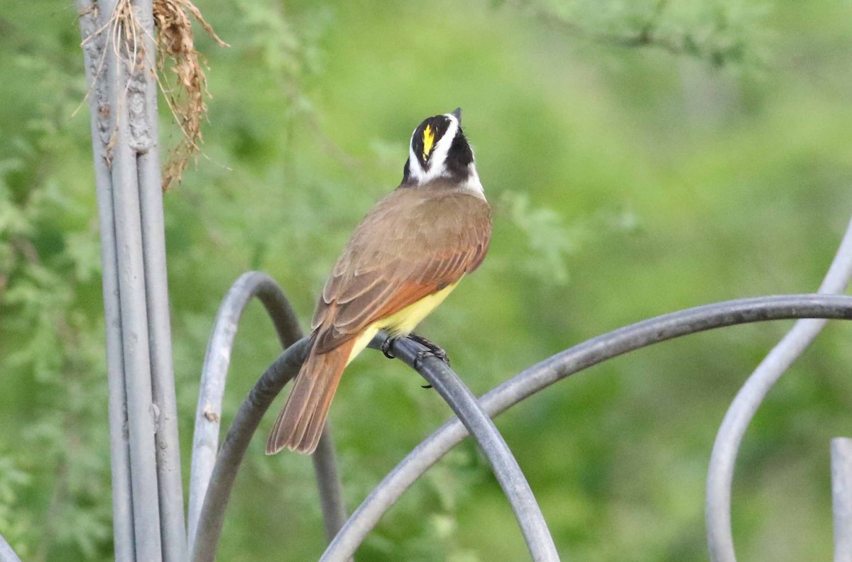 Great Kiskadee - ML152911961