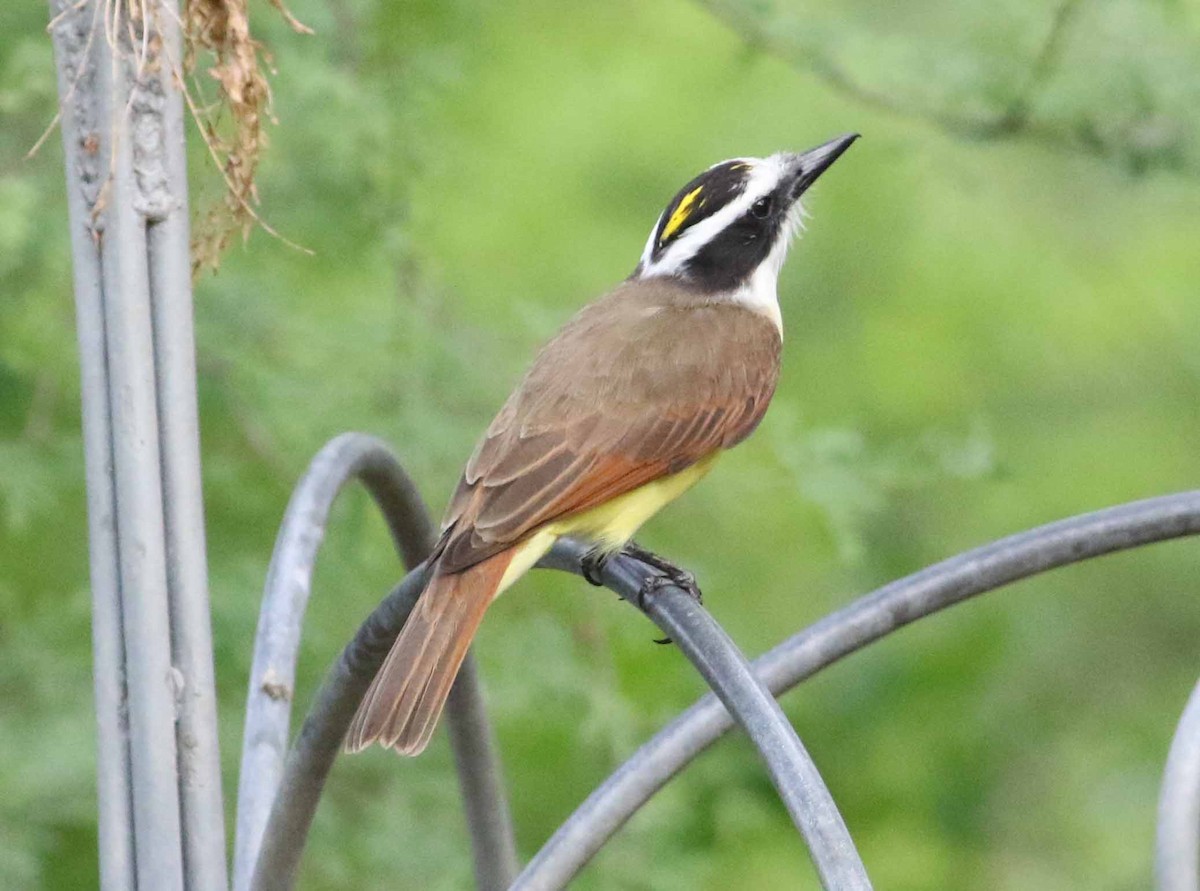 Great Kiskadee - ML152911971