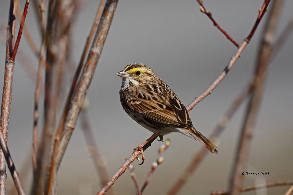 Savannah Sparrow - Jocelyn Dubé