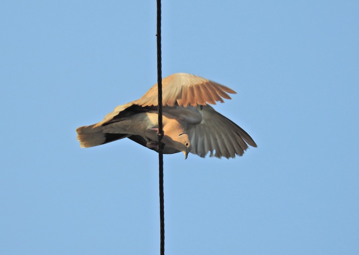 Eurasian Collared-Dove - ML152915251