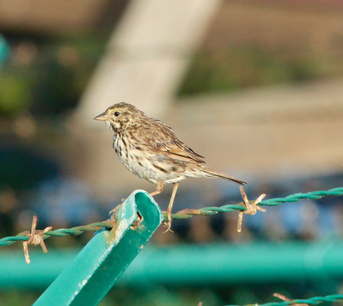 Savannah Sparrow (Belding's) - ML152915451