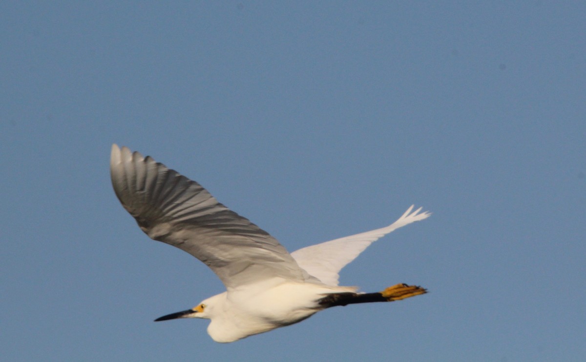 Snowy Egret - ML152915571