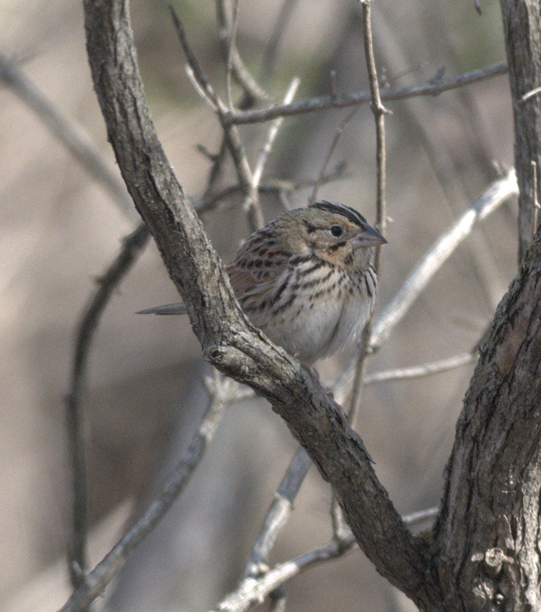 Henslow's Sparrow - ML152915631