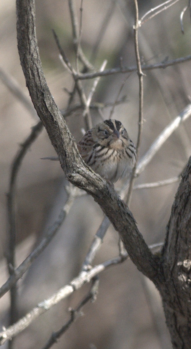 Henslow's Sparrow - ML152915671