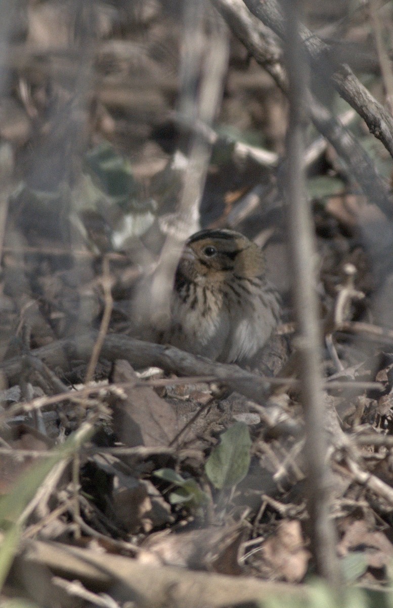 Henslow's Sparrow - ML152915701