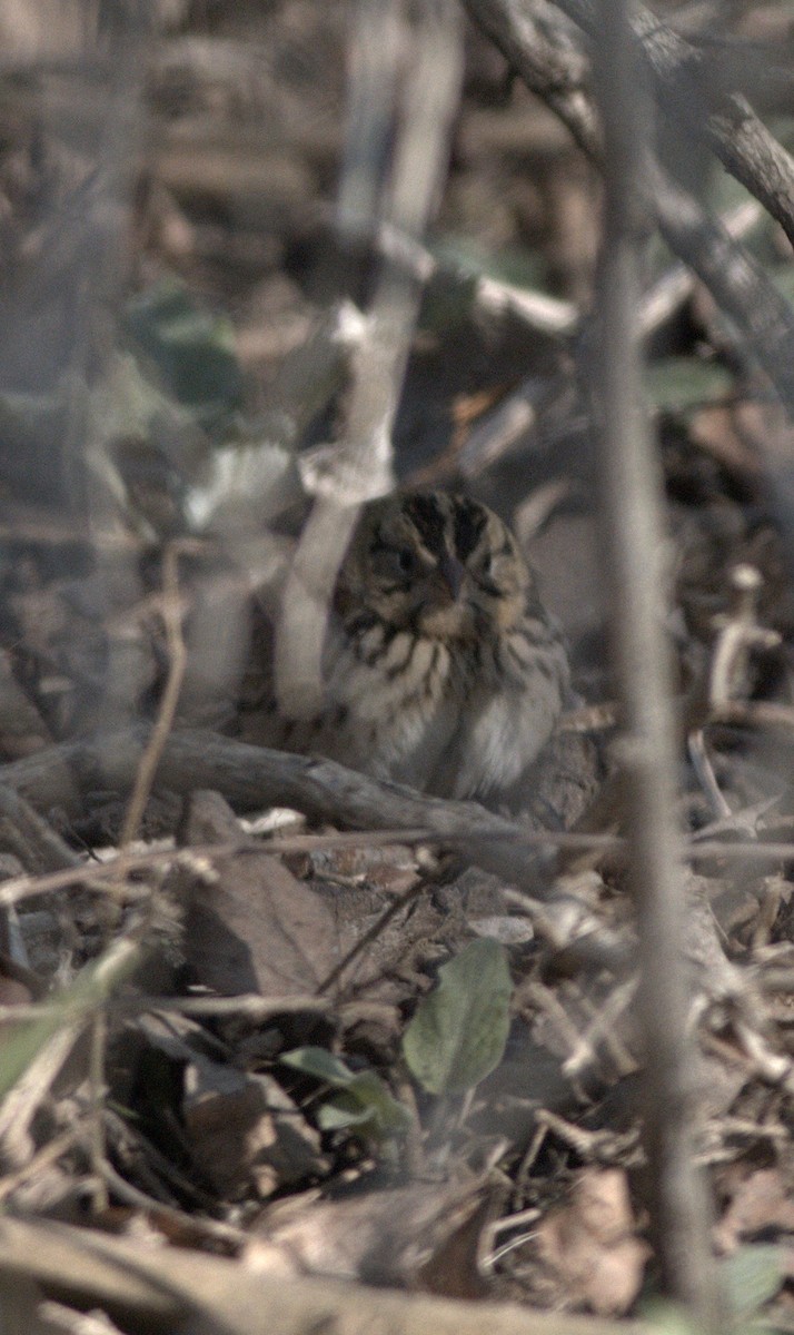 Henslow's Sparrow - ML152915741