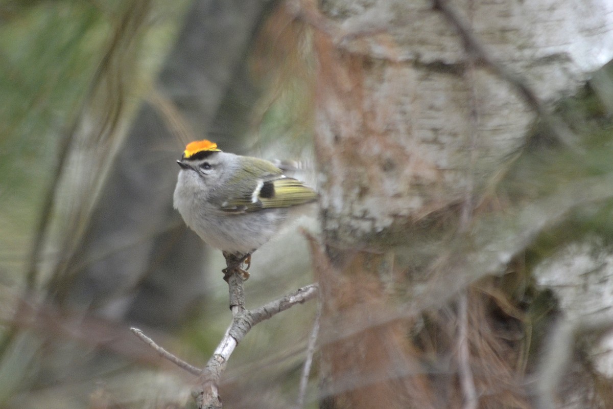 Golden-crowned Kinglet - ML152916251