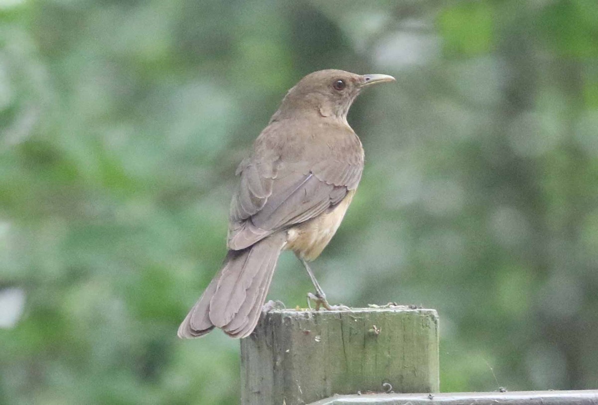 Clay-colored Thrush - ML152916331