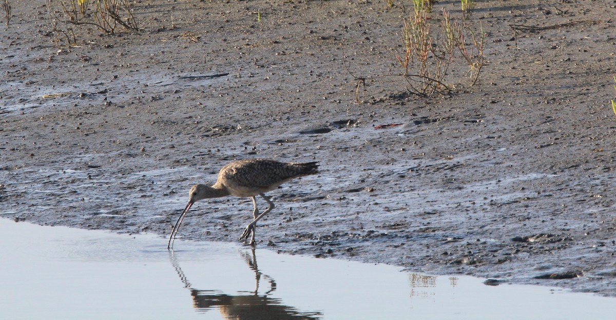 Long-billed Curlew - ML152916601