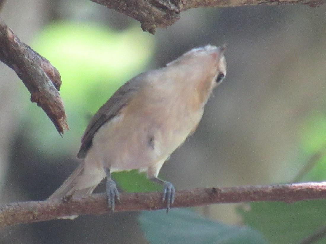 Warbling Vireo - ML152917121