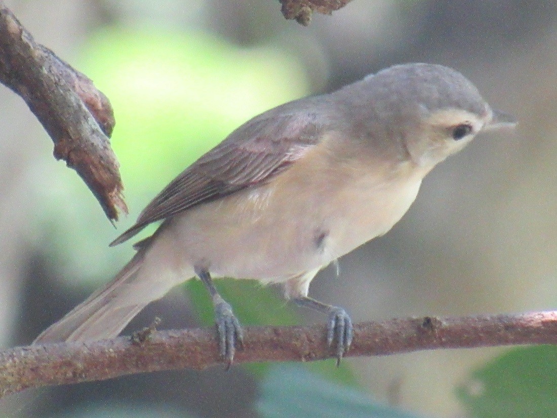 Warbling Vireo - ML152917161