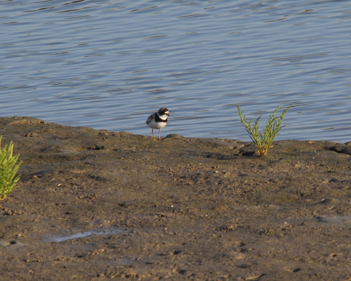 Semipalmated Plover - ML152917271