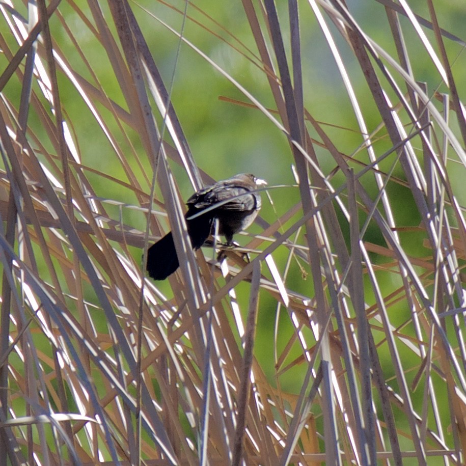 Great-tailed Grackle - Charlotte Allen