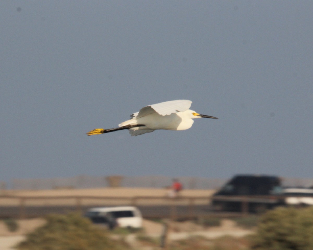 Snowy Egret - ML152917471