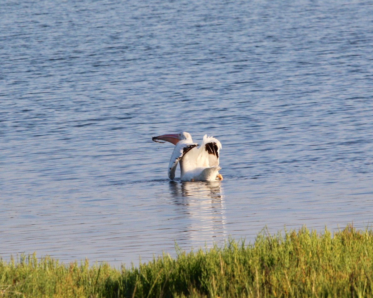 American White Pelican - ML152918201