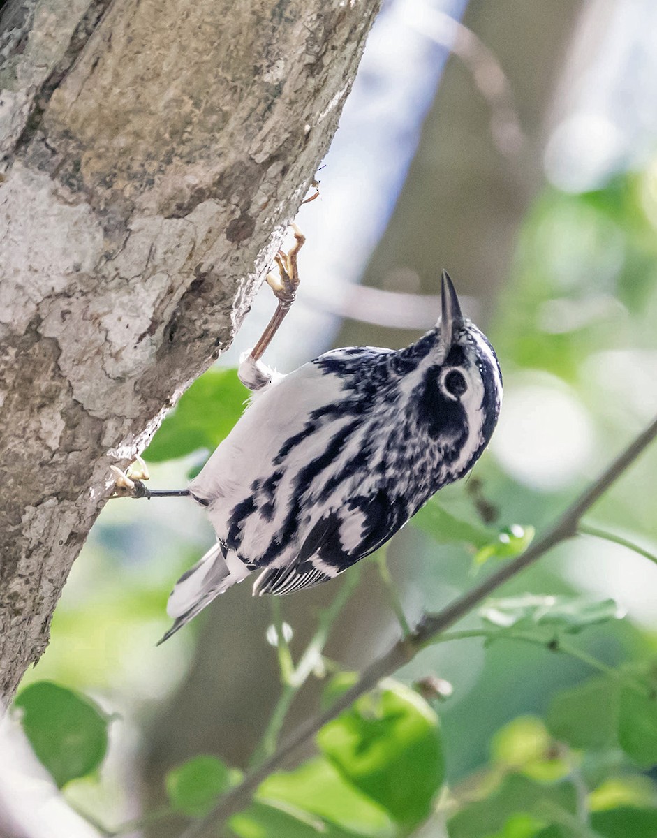Black-and-white Warbler - ML152918661