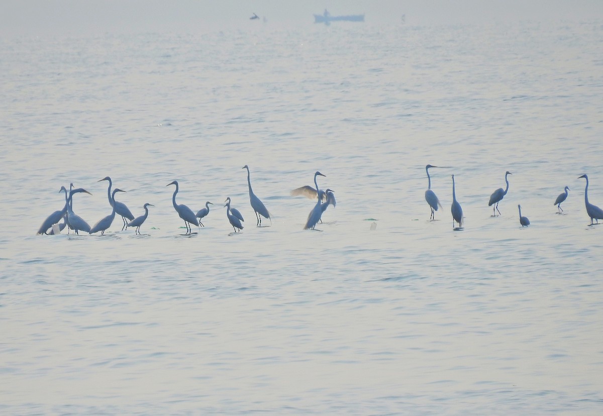 Snowy Egret - ML152918901