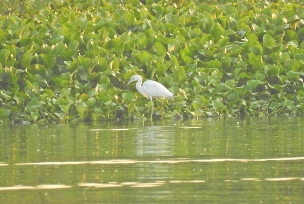 Little Blue Heron - ML152918991