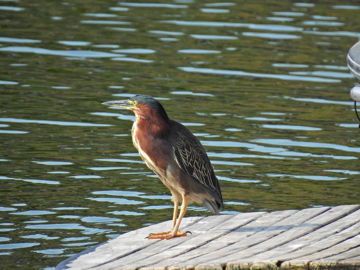 Green Heron - ML152919091