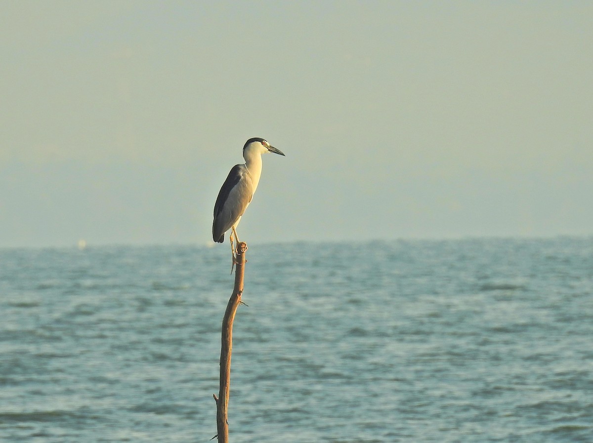 Black-crowned Night Heron - ML152919251