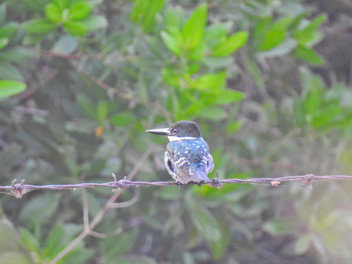 Green Kingfisher - ML152919521