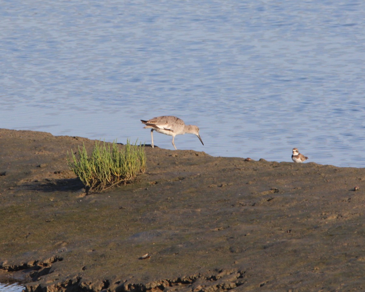 vodouš břehoušovitý (ssp. inornata) - ML152919701