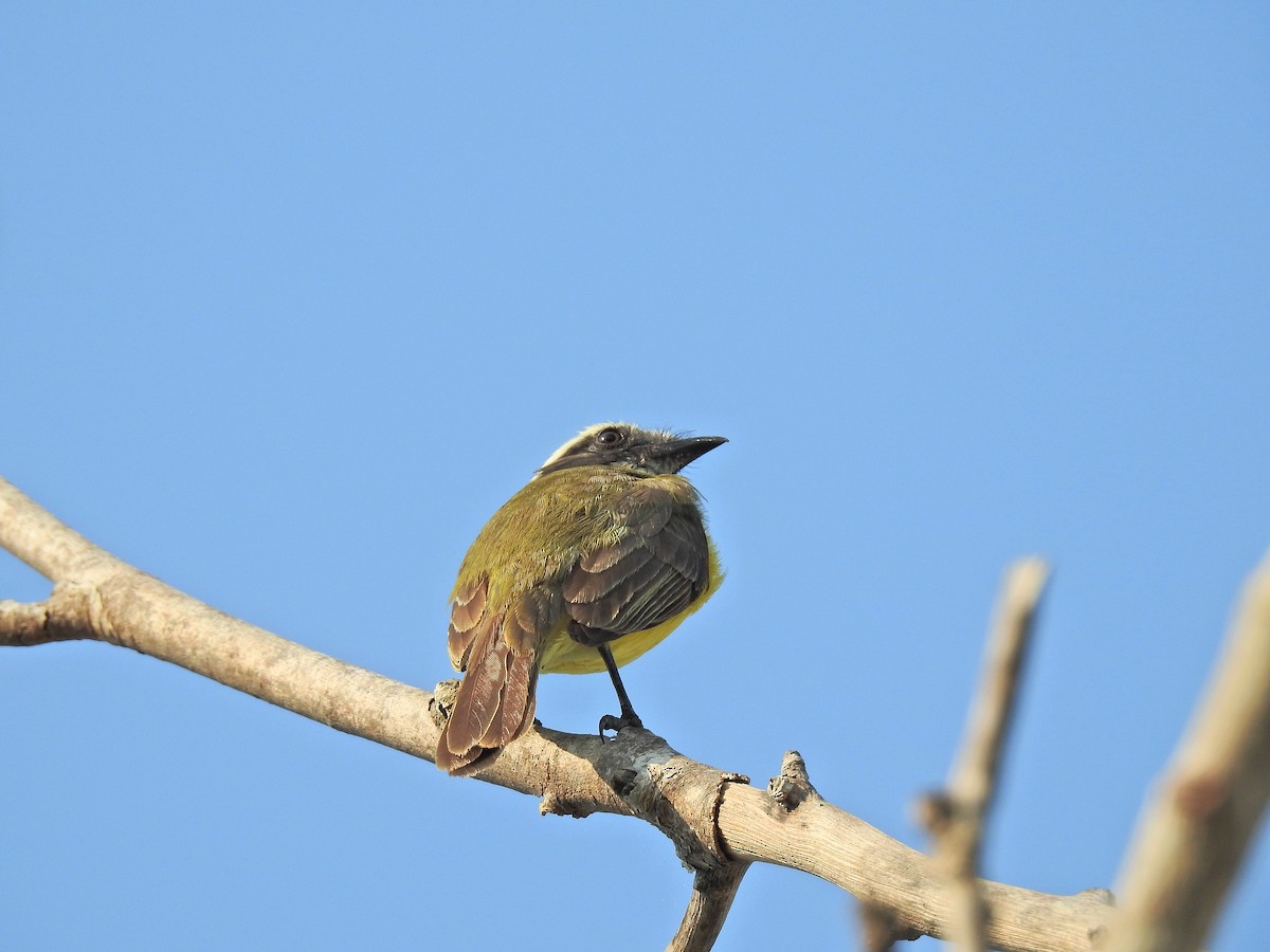 Social Flycatcher - Nicola Cendron