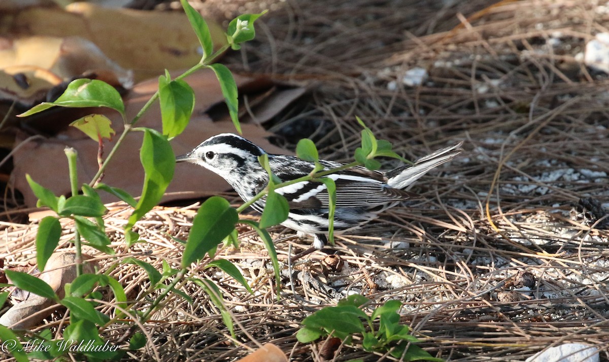 Black-and-white Warbler - ML152919971