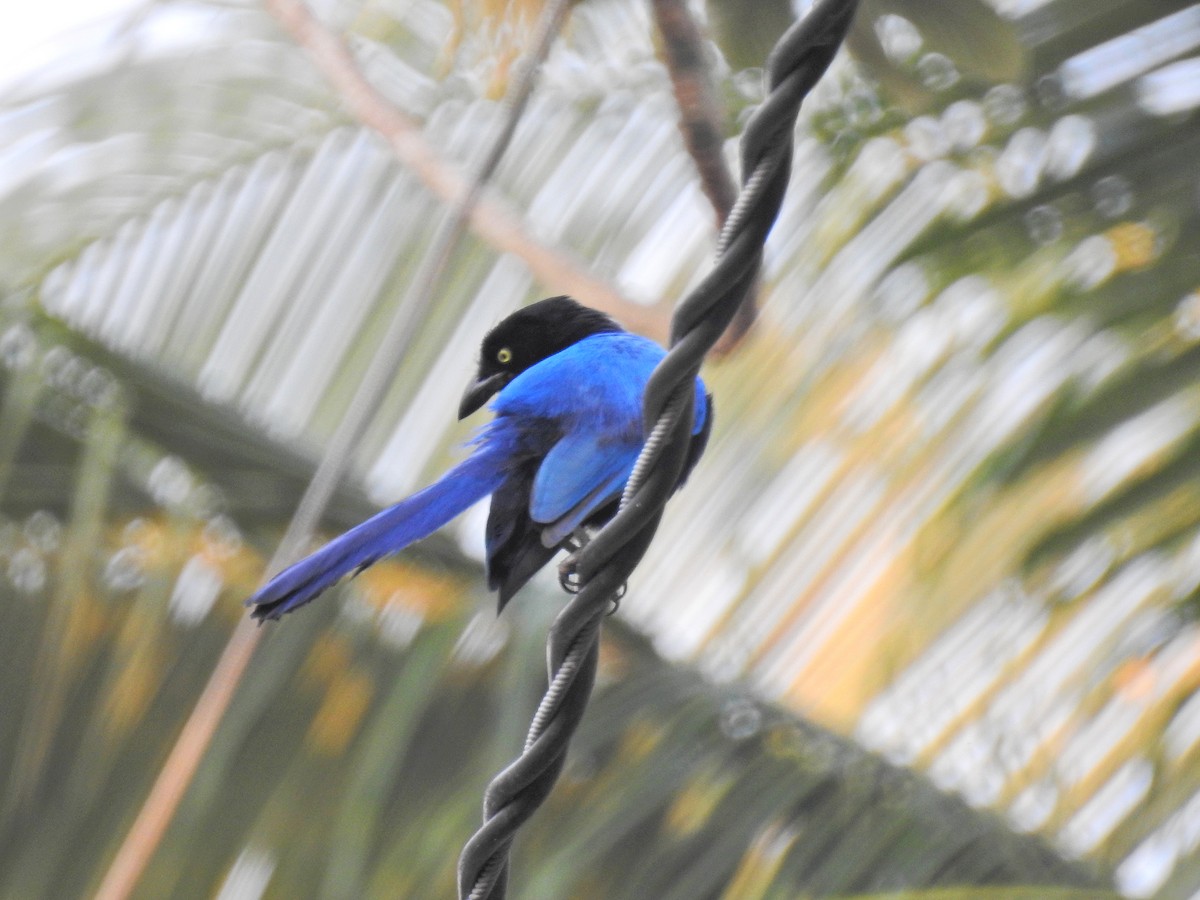 San Blas Jay - ML152920091