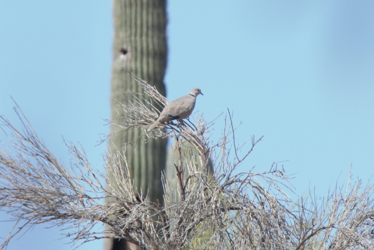 Eurasian Collared-Dove - ML152920111